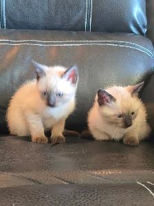 Purebred Applehead Siamese Kittens