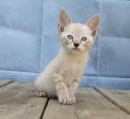 chaton bengal snow lynx spotté charcoal