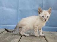 chaton bengal snow lynx spotté charcoal - Photo 2