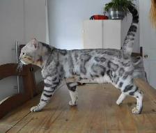 chaton bengal snow lynx spotté charcoal - Photo 3