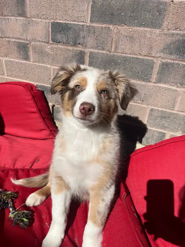 Australian Shepard male for rehoming