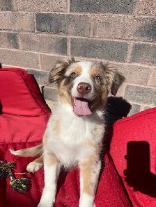 Australian Shepard male for rehoming - Photo 2