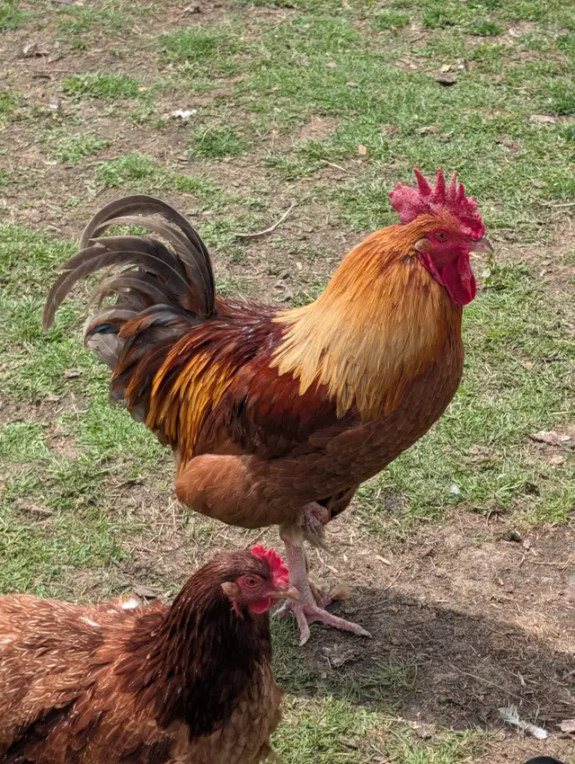 Roosters and chickens for sale
