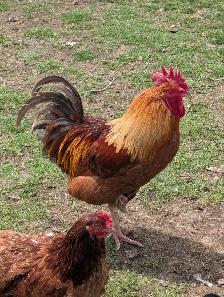 Roosters and chickens for sale