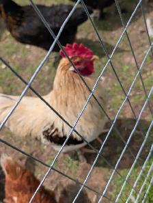 Roosters and chickens for sale - Photo 2