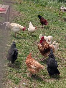 Roosters and chickens for sale - Photo 3
