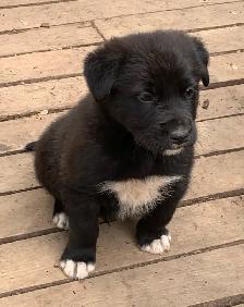 border collie/lab