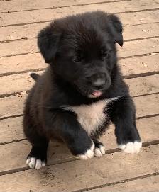 border collie/lab - Photo 2