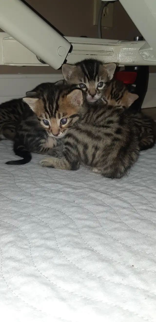 Bengal tabby À donner