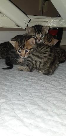 Bengal tabby À donner