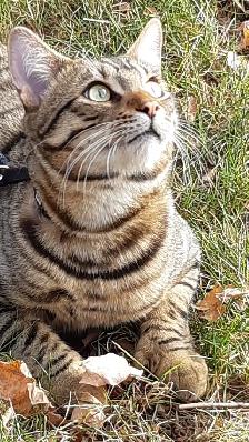 Bengal tabby À donner - Photo 2