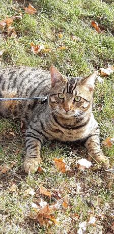 Bengal tabby À donner - Photo 3