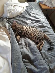 Bengal tabby À donner - Photo 4