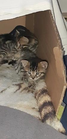 Bengal tabby À donner - Photo 5
