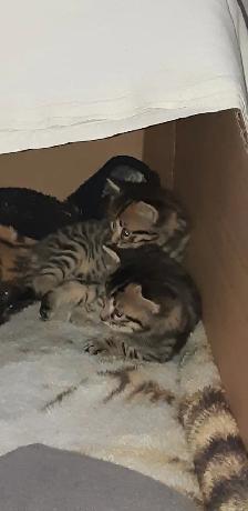 Bengal tabby À donner - Photo 6