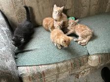 KITTENS TO GIVE AWAY