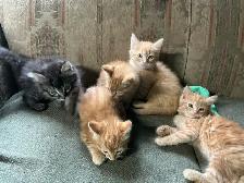 KITTENS TO GIVE AWAY - Photo 2