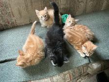 KITTENS TO GIVE AWAY - Photo 3