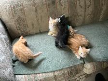 KITTENS TO GIVE AWAY - Photo 4