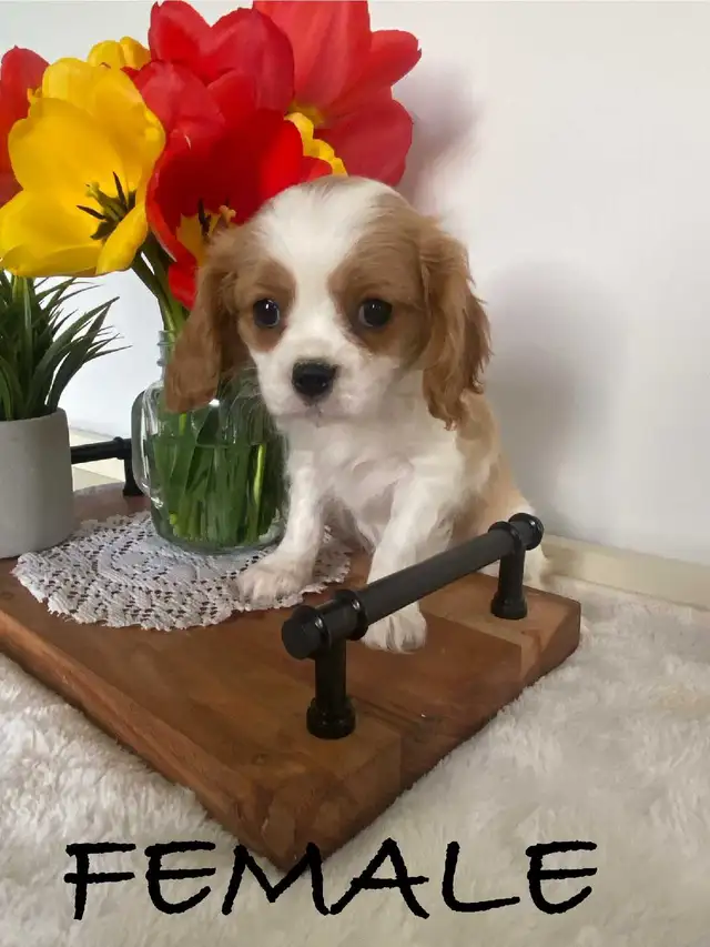 Cavalier King Charles Puppies ready to go now!