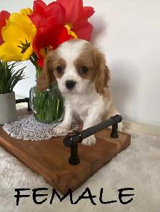 Cavalier King Charles Puppies ready to go now!
