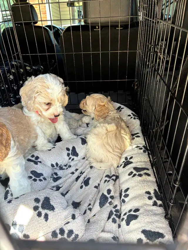 Cockapoos..beautiful new babies ready now!!