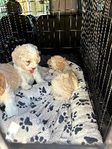 Cockapoos..beautiful new babies ready now!!