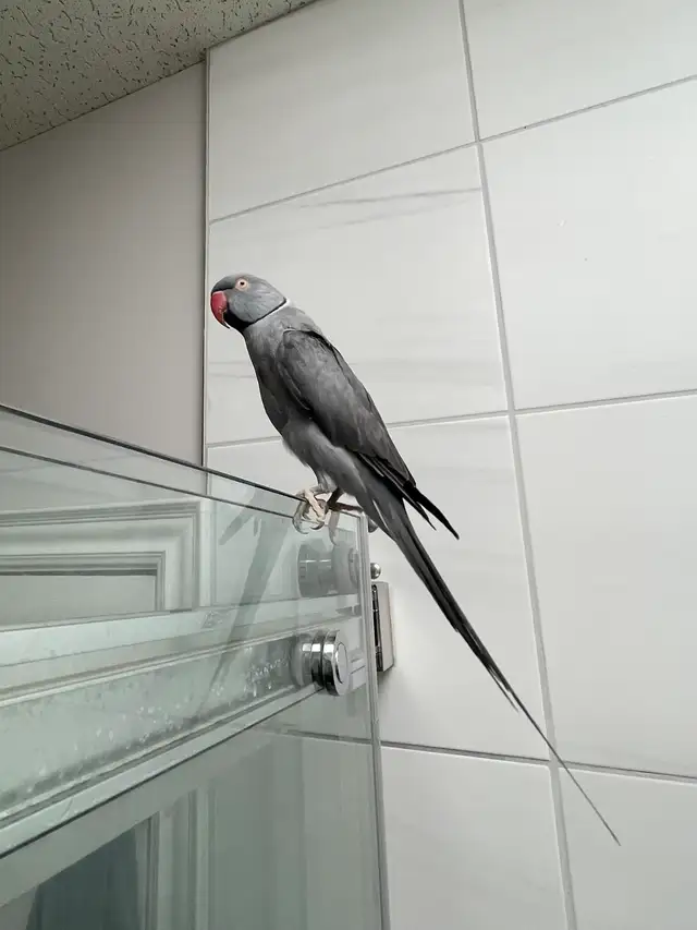 Male Indian Ringneck - Urgent