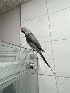 Male Indian Ringneck - Urgent