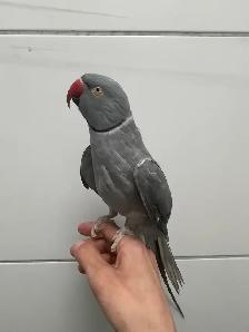 Male Indian Ringneck - Urgent - Photo 2