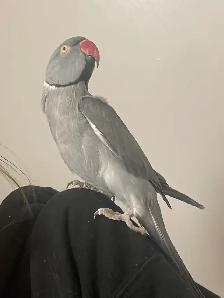 Male Indian Ringneck - Urgent - Photo 5
