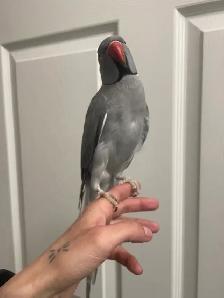 Male Indian Ringneck - Urgent - Photo 6