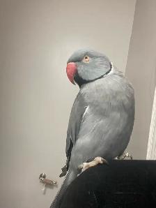 Male Indian Ringneck - Urgent - Photo 7