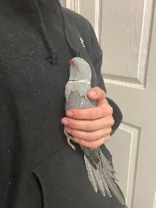 Male Indian Ringneck - Urgent - Photo 10