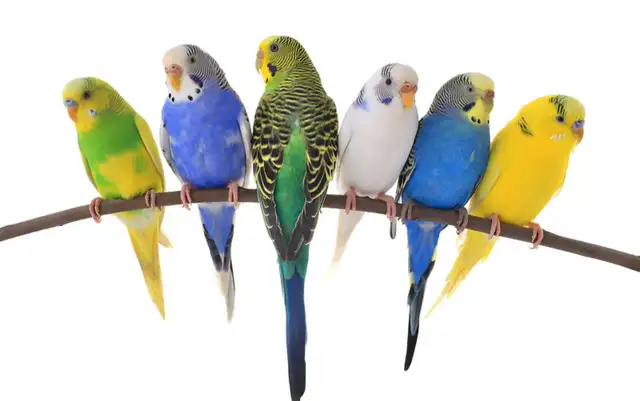 PLUSIEURS PERRUCHES DISPONIBLES