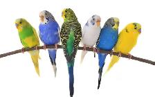 PLUSIEURS PERRUCHES DISPONIBLES
