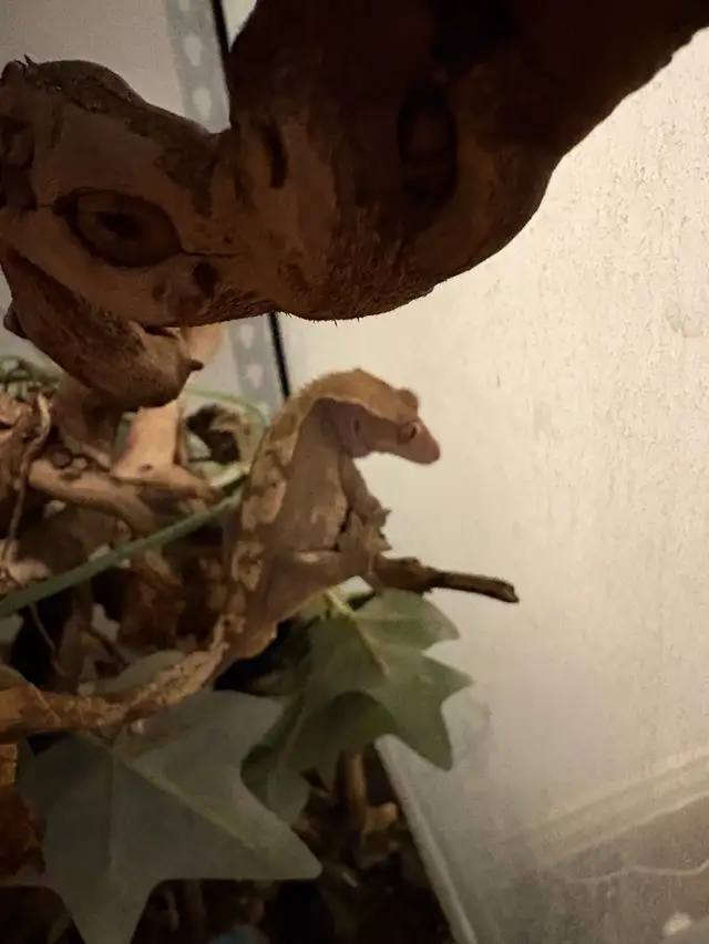 Crested Gecko