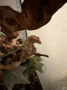 Crested Gecko
