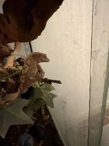 Crested Gecko - Photo 2