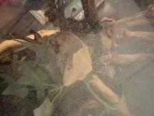 Crested Gecko - Photo 3