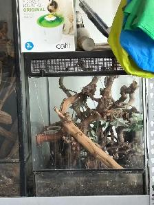 Crested Gecko - Photo 4