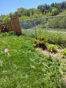 GARDENER AVAILABLE $20 HOUR