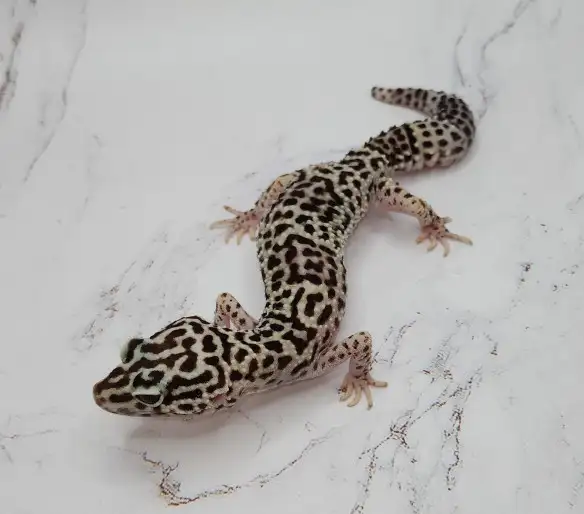 gecko léopard mack snow