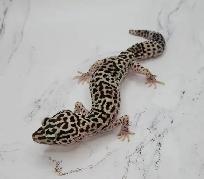 gecko léopard mack snow