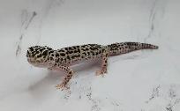gecko léopard mack snow - Photo 2