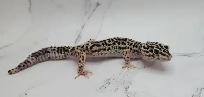 gecko léopard mack snow - Photo 3