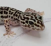 gecko léopard mack snow - Photo 4
