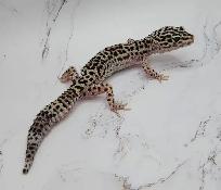 gecko léopard mack snow - Photo 5