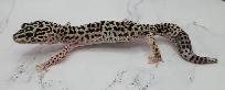 gecko léopard mack snow - Photo 6