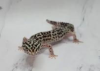 gecko léopard mack snow - Photo 7